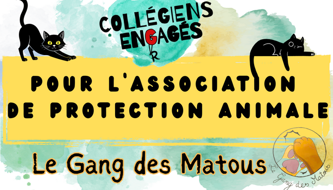 Information ENT projet 3e3 et Gang des Matous.png